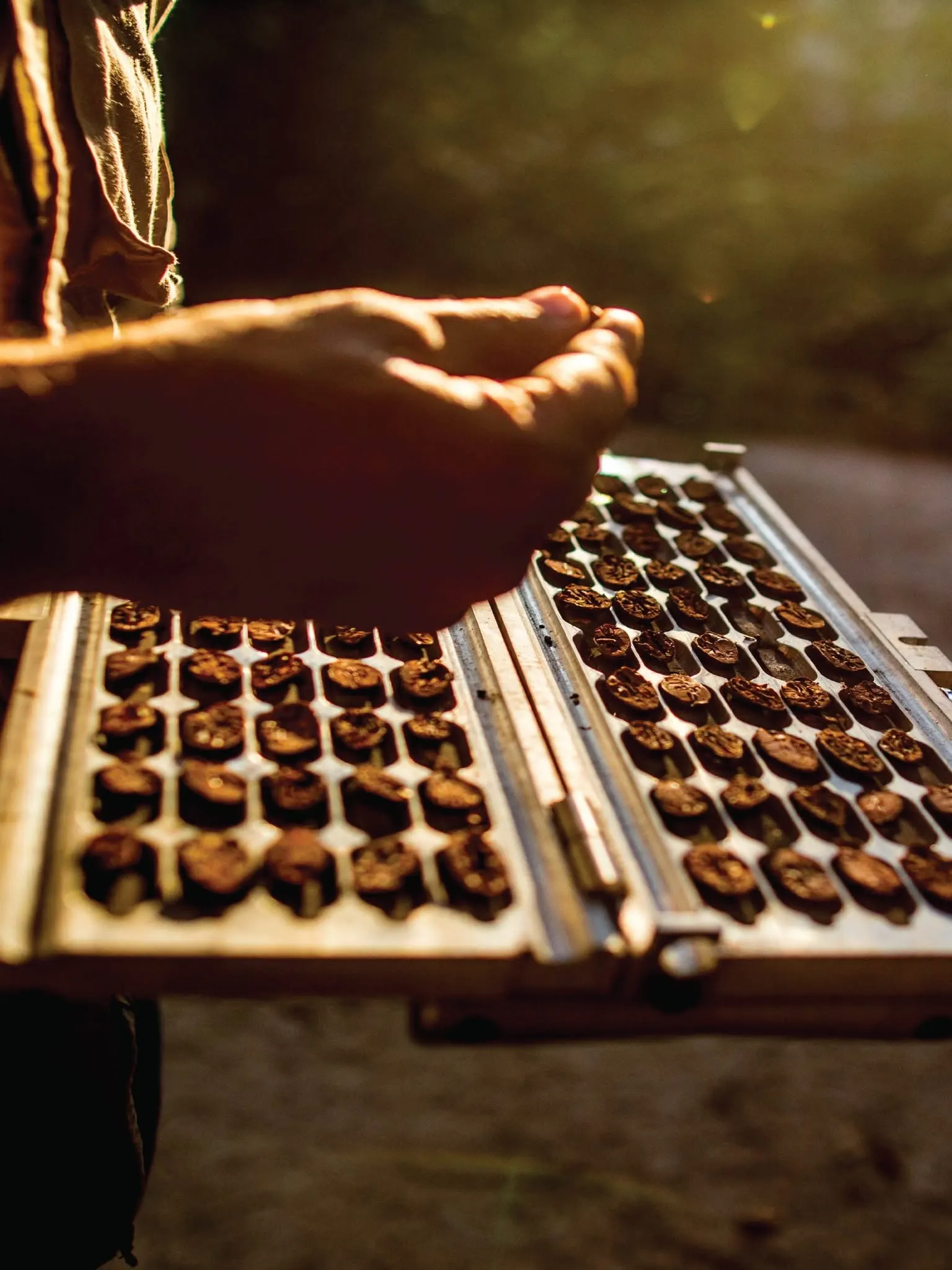 A hand above a metal mould filled with rows of small round chocolates, in warm, hazy light.